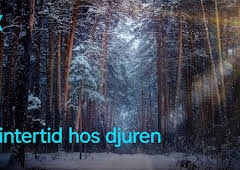 Vintertid hos djuren