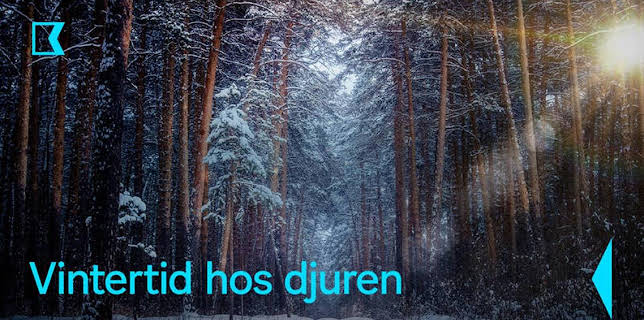 18:00: Vintertid hos djuren | Kunskapskanalen | 11/9 2025