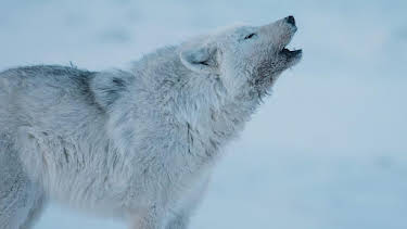 3:30 PM: Dogs in the Wild: Meet the Family (S1) | BBC Two | 9/2 2026