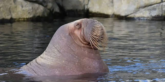 17:10: Leopard, Seebär & Co. | NDR Fernsehen | 11/27 2025