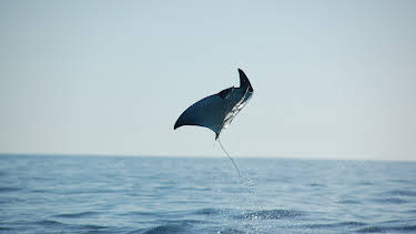 23:00: Wild Mexico | Animal Planet | 12/3 2025