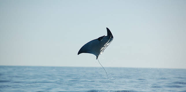 13:05: Wild Mexico | Animal Planet | 11/6 2025