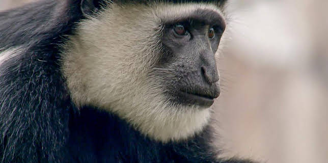 12:40 PM: Go Wild (S2) | Cbeebies | 3/23 2026