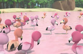 YooHoo till undsättning: Flamingobaletten