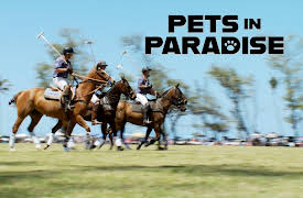 Pets in Paradise TV: Agility Dog