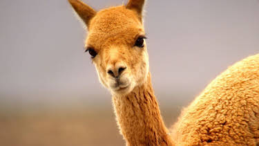 20:15: Schottlands neue Wildnis | HR Fernsehen | 4/12 2026