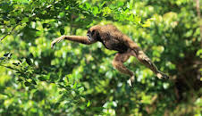 Wilde Bewegungskünstler - Mobilität im Tierreich