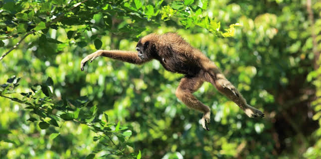 15:35: Wilde Bewegungskünstler - Mobilität im Tierreich | 3SAT | 1/12 2026