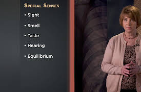 How We Move: The Gross Anatomy of Motion: The Skeleton of the Head and Torso