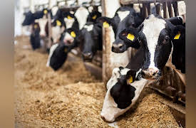 American Farmer: Got Milk?