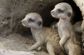 Born in Africa: Episode 3