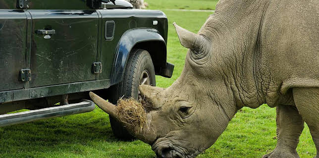 12:40 PM: Go Wild (S1) | Cbeebies | 11/8 2025