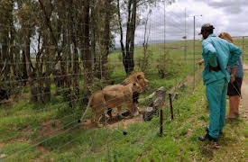 The Lion Queen: The Lion Industry