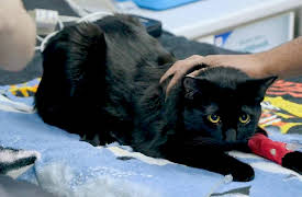 My Pet Ate What!?: Toy My God!